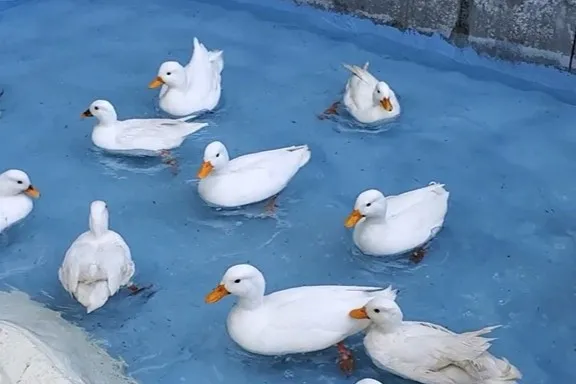 コールダックのひよこ